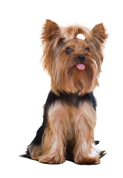 Yorkshire terrier — Zdjęcie stockowe