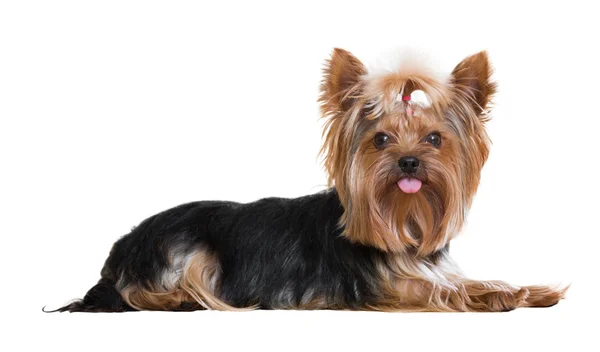 Yorkshire terrier — Zdjęcie stockowe