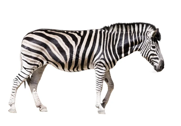 Zebra isolata — Foto Stock