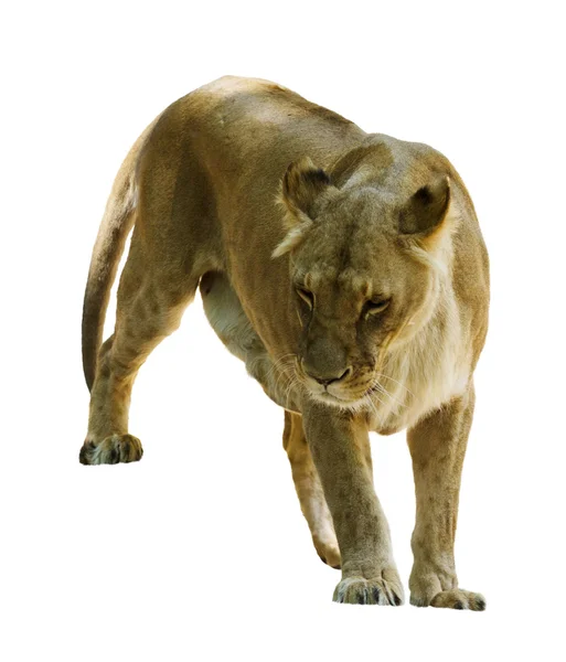 Дорослий жіночі лев — стокове фото