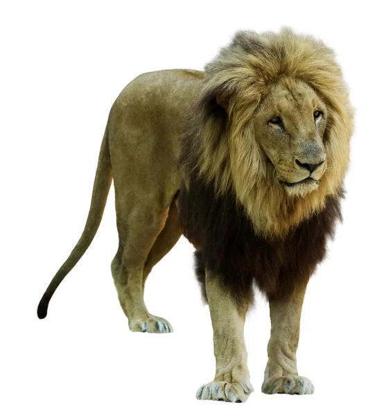 Felnőtt hím oroszlán. — Stock Fotó