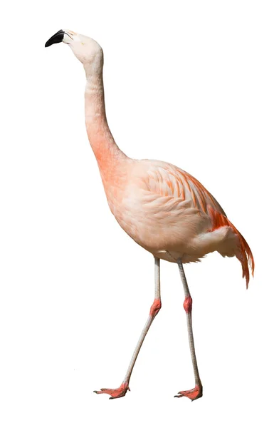 Chilean flamingo — Stock Photo, Image