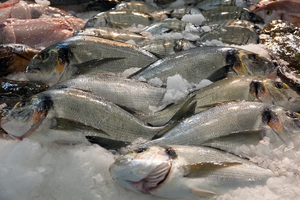 Pesce sul mercato — Foto Stock