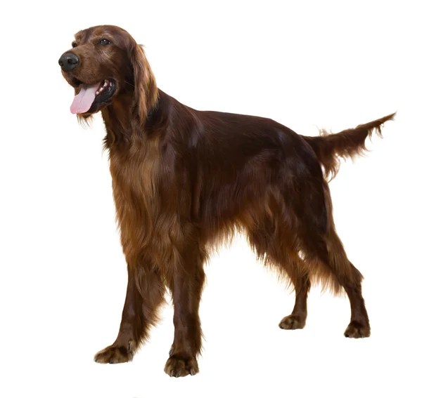 Irish Setter — Stock Photo, Image