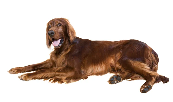 Irish Setter — Stock Photo, Image