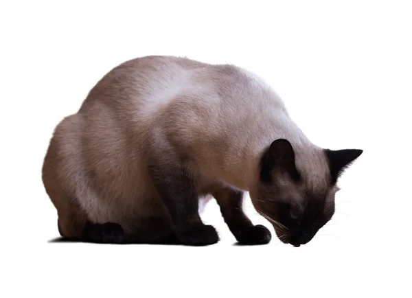 Siamese cat — Stock Photo, Image