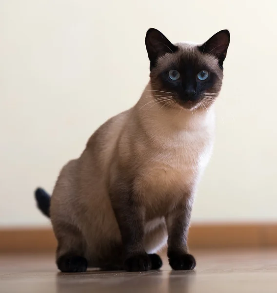 Siamese cat — Stock Photo, Image