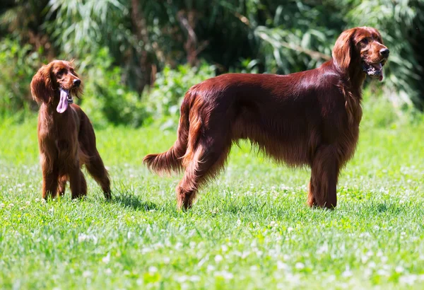 Two  Irish Setters — Stock Photo, Image