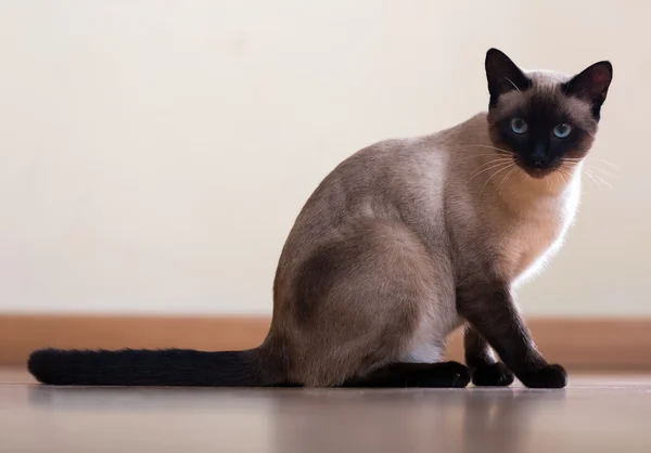 Gatto siamese — Foto Stock