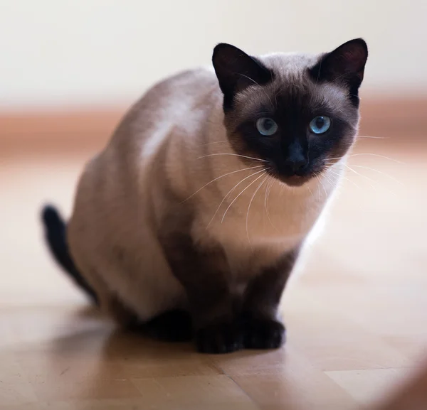 Siamese cat — Stock Photo, Image