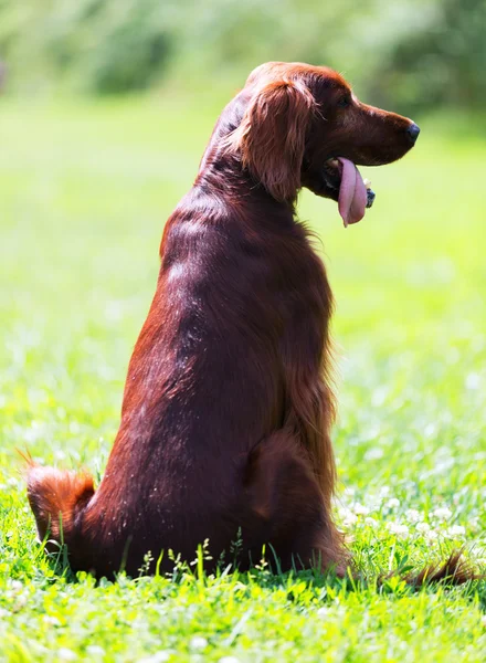 Setter irlandés —  Fotos de Stock