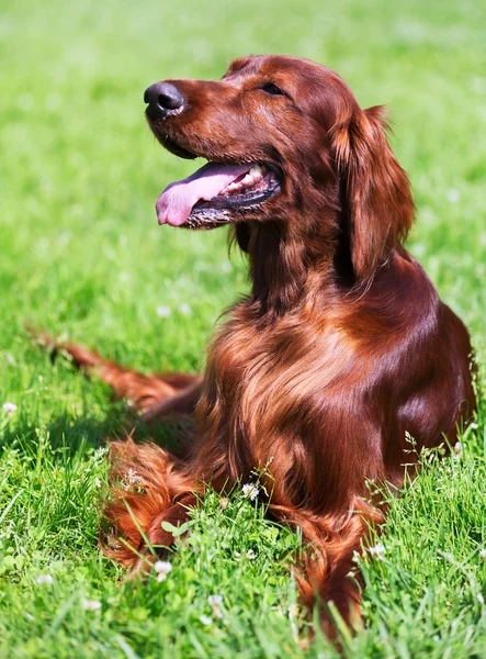 Setter irlandais couché sur l'herbe — Photo