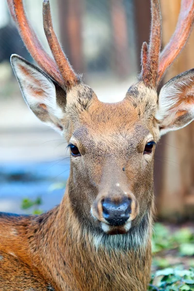 Head of Sika deer — Stock Photo, Image