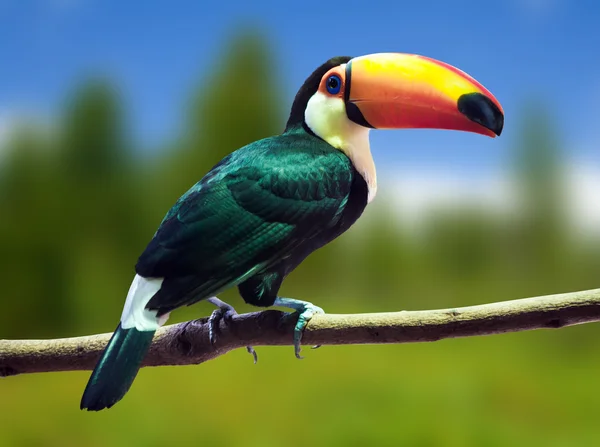 Toco Toucan  on branch — Stock Photo, Image