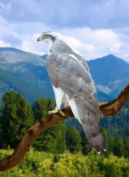 Goshawk  on wood — Stock Photo, Image