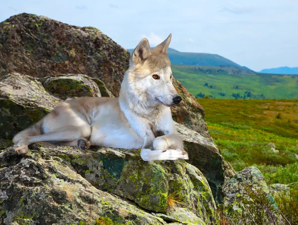 Witte wolf — Stockfoto