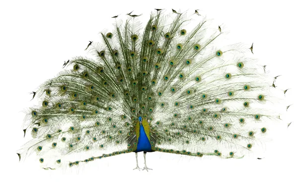 Indian Peafowl displaying tail feathers — Stock Photo, Image