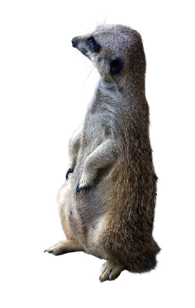 Suricate (Suricata suricatta) — Zdjęcie stockowe