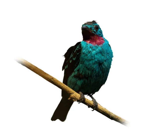 Котинга (Cotinga cayana) ) — стоковое фото