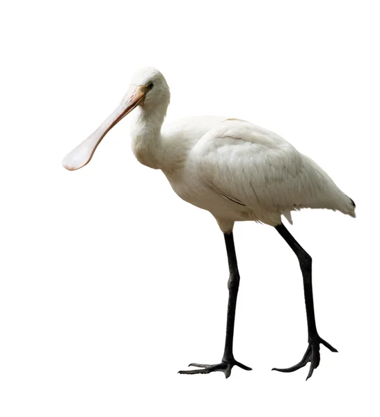 Eurasian Spoonbill (Platalea leucorodia) — Stock Photo, Image