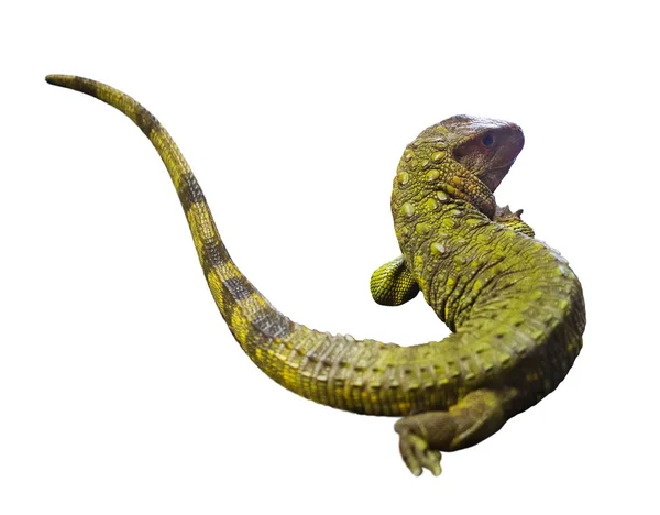 Northern Caiman Lizard — Stock Photo, Image