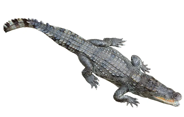 Siamese krokodil op wit — Stockfoto