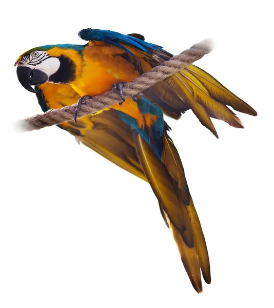 Blå och gul Macaw — Stockfoto