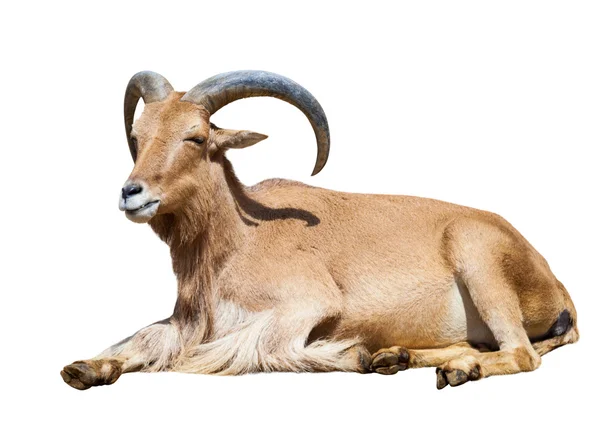 Sitting Ibex Испанский — стоковое фото