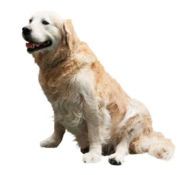 Golden retriever en blanco — Foto de Stock