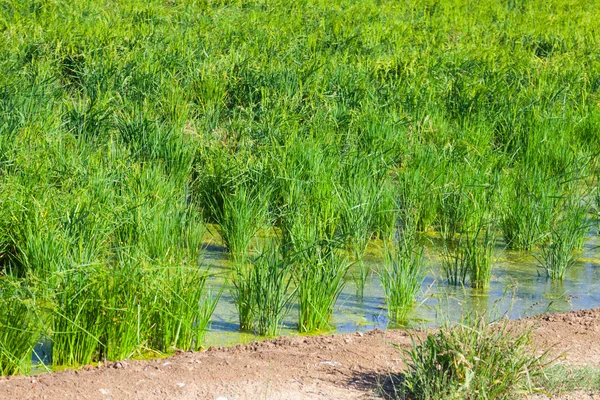 Rice field at Ebro Delta — Stock Photo, Image