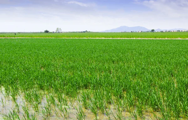 Green rice fields in summer — Stock Photo, Image