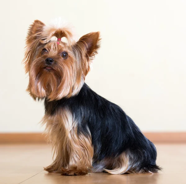 Yorkshire Terrier, siedząc na podłodze — Zdjęcie stockowe