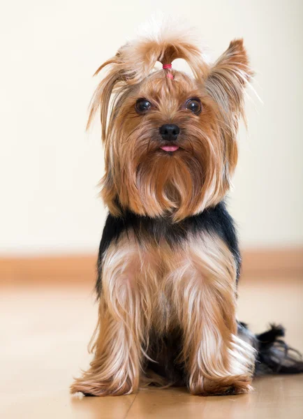 Yorkshire Terrier sitting on laminated floor — Stock Photo, Image