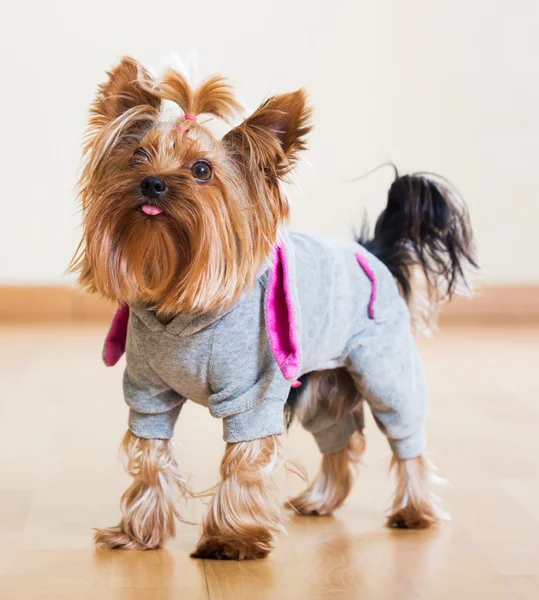 Yorkshire Terrier hond in overjas — Stockfoto