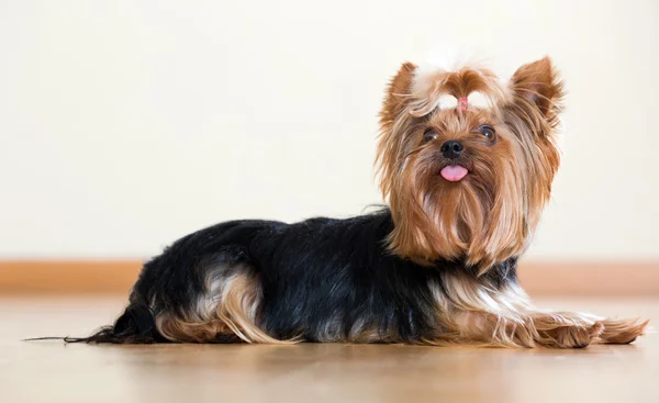 Yorkshire Terrier laying — Stock Photo, Image