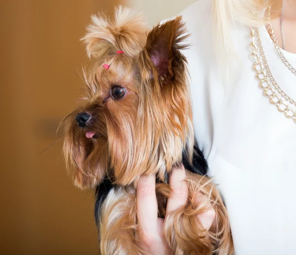 Mazlivého okouzlující žena Yorkie teriér — Stock fotografie