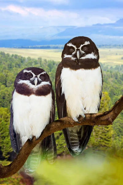 Corujas casal na árvore — Fotografia de Stock