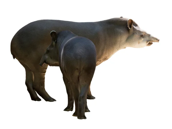 Familia Tapir en blanco — Foto de Stock