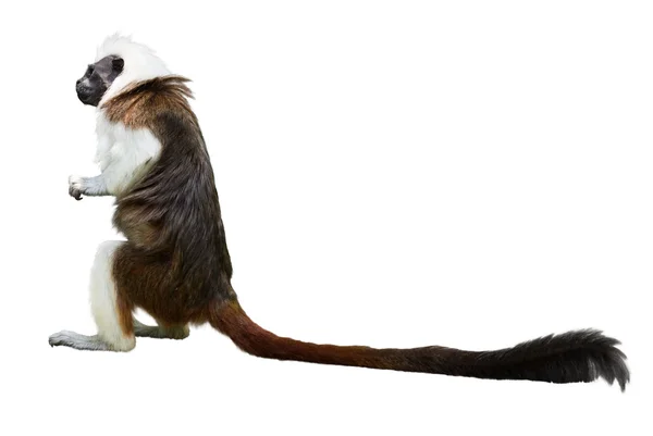 Beyaz pamuk-üst pembe maymun — Stok fotoğraf