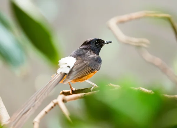 White-rumped shama — Stock Photo, Image