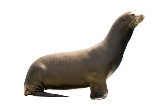 Earless seal on white — Stock Photo, Image