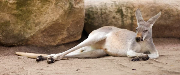 Yerde yatan kızıl kanguru — Stok fotoğraf