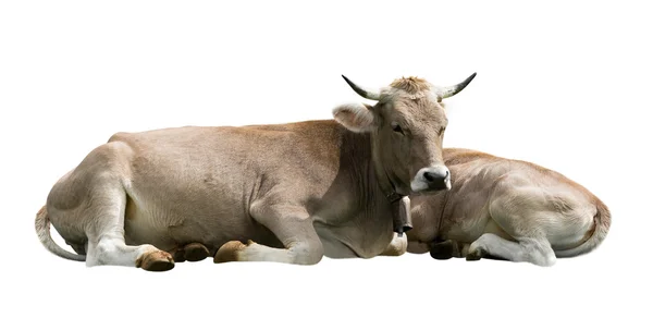 Cows isolated over white — Stock Photo, Image