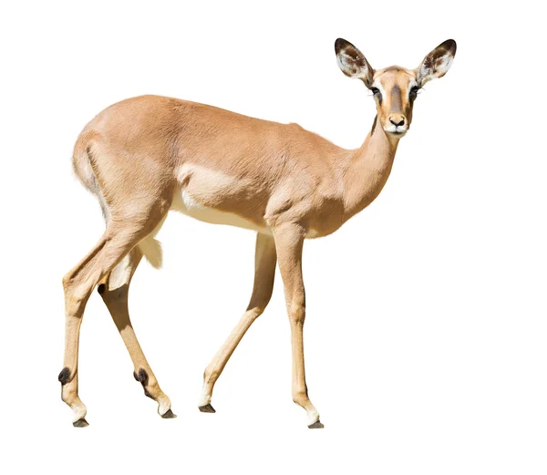 Impala isolated over white — Stock Photo, Image