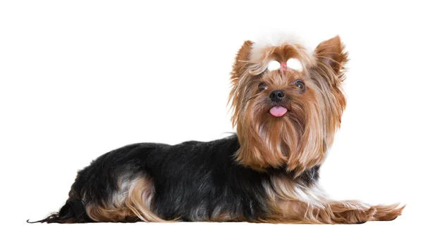 Yorkshire terrier na biały — Zdjęcie stockowe