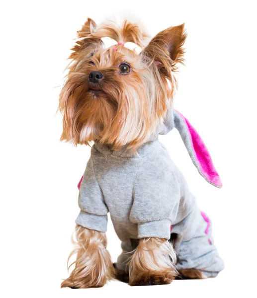 Funny Yorkshire Terrier — Stock Photo, Image