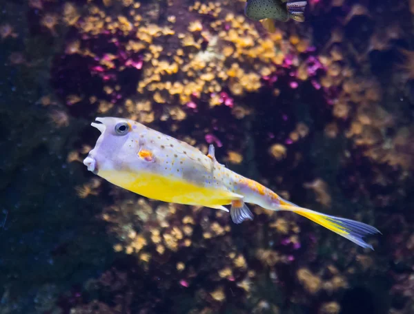 Peixe-boi amarelo na água do mar — Fotografia de Stock