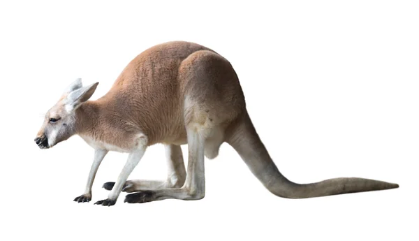 Kangaroo isolated over white — Stock Photo, Image
