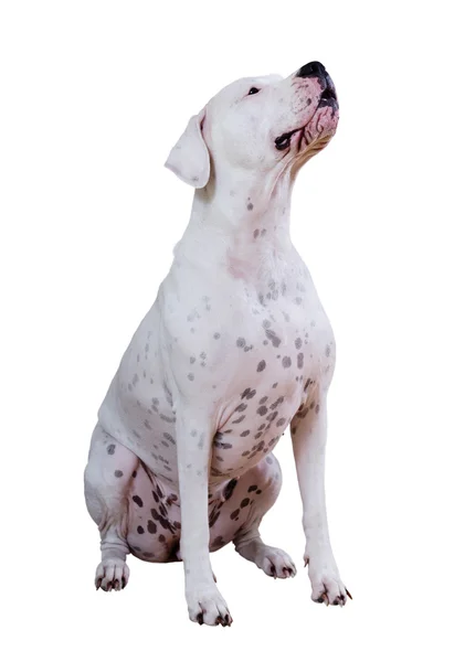 Dogo argentino oturan — Stok fotoğraf