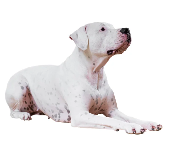 Lying adult dogo Argentino — Stock Photo, Image